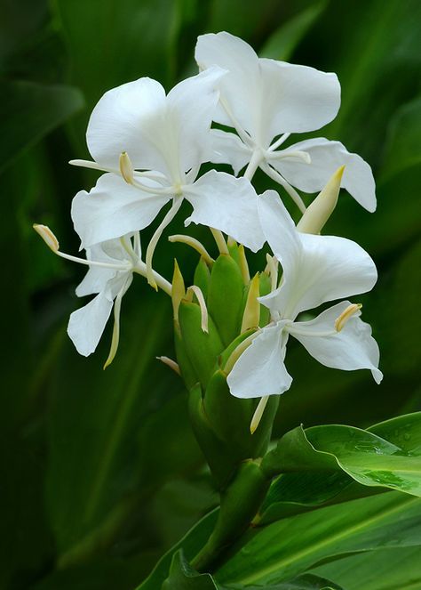 fragrant camia ( also known as white ginger ) .. X ღɱɧღ Hedychium Coronarium, Growing Ginger Indoors, Ginger Lily, Ginger Plant, Ginger Flower, Atlanta Botanical Garden, Lily Garden, Moon Garden, Flowers Wallpaper