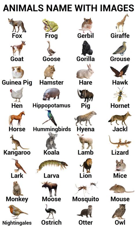 The easiest way to learn animals' names in English is through their images. We have provided a huge list of animals with their images. Click on the images for more information about different kinds of animals, Animals and their sounds, Animals and their houses, Wild Animals, Forest Animals, Sea Animals, Axolotl Animals, Masculine & Feminine Gender of Animals, Animals and their babies, Animals and their scientific names, Smartest Animals, Viviparous Animals and Oviparous Animals with Images. Viviparous Animals, Animal Name In English, Domestic Animals Chart, Group Of Animals Names, Gender Of Animals, Animals And Their Sounds, Names Of Animals In English, Groups Of Animals Names, Animals Name With Picture