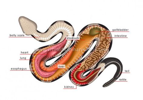 Anatomy of a Venomous Snake. Here you can take a look inside the body of a venomous reptile. Snake Anatomy, Veterinarians Medicine, Vet Tech School, Vet Tech Student, Snake Images, Venomous Snake, Veterinary Science, Vet Medicine, Vet Assistant