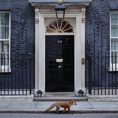 10 Downing Street | London, United Kingdom | c. 1684 10 Downing Street, Life In The Uk, Fox Animal, Downing Street, London Aesthetic, Secret Gardens, Animal Wildlife, Pictures Of The Week, London United Kingdom