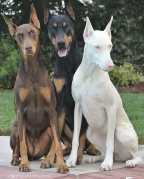 Albino Doberman, Brown Doberman, Dog Doberman, Doberman Dogs, Doberman, The White, Black And Brown, White Black, Dogs