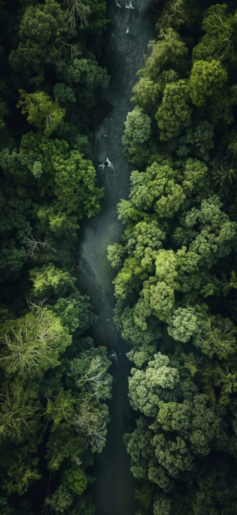 River in the Forest Drone Top View Free Image Forest Top View Drawing, Forest Top View Illustration, River Top View, Forest Top View, Aerial Forest, River In The Forest, Drone Pics, Aerial Views Landscape, River Background