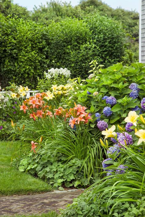 Bed Island, Perennial Garden Ideas, Perenial Garden, Apricot Flowers, Garden Perennials, Nantucket Cottage, Big Yard, Cottage Garden Plants, Garden Arches