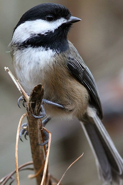 Black-Capped Chickadee With a Spritely Pose at StanleyPark… | Flickr Chickadee Photos, Chickadee Art, Chickadee Bird, Bird Identification, Black Capped Chickadee, Bird Photos, Chickadees, Tiny Bird, Backyard Birds