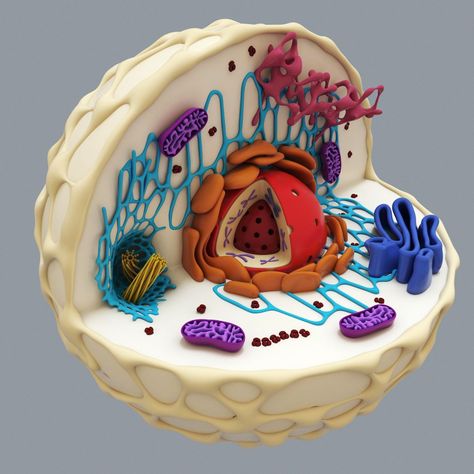 Model Of A Cell, 3d Animal Cell Project, Animal Cell Model Project, 3d Plant Cell, 3d Animal Cell, Edible Cell, Cell Model Project, Plant Cell Model, Animal Cell Project