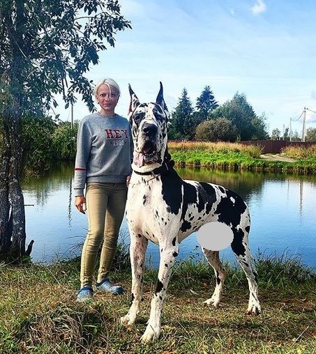 Grey Great Dane Puppy, Great Dane Full Grown, Dalmatian Great Dane, Great Dane Kennel Ideas, Great Dane Mastiff Mix Dogs, Great Dane Mix Dog Breeds, Great Danes Aesthetic, Chocolate Great Dane, Great Dane Wallpaper