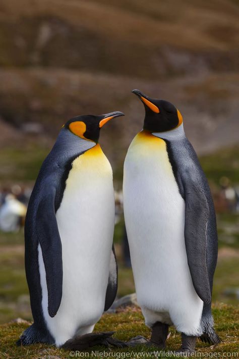 Penguin Photography, Penguin Photos, Antarctica Photography, Penguin Walk, Galapagos Penguin, South Georgia Island, King Pic, Penguin Pictures, Island Photos