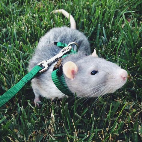 12 Reasons Why Rats Make The Best Pets Rattus Rattus, Dumbo Rat, Baby Rats, Funny Rats, Pet Rat, Söpö Kissa, Cute Rats, Pets 3, Unusual Animals