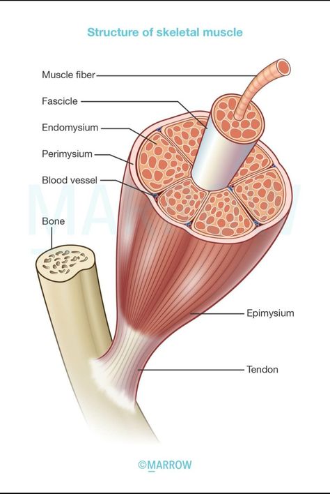 Connective tissue support Endomysium- individual muscle fibres Perimysium- muscle bundles/ fasciculi Epimysium- muscle groups/ whole muscle Muscle Labeling Worksheet, Snake Muscles Anatomy, Muscle Types Anatomy, Muscle Physiology, Skeletal Muscle Anatomy, Muscle Cell, Human Body Vocabulary, Muscles Anatomy, Muscle Diagram