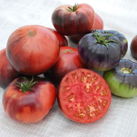 organic vegetable seed - Harris Seeds Squash Seeds, Beefsteak Tomato, Cucumber Seeds, Organic Tomatoes, Blue Beauty, Vegetable Seeds, Blue Tomato, Green Fruit, Tomato Seeds