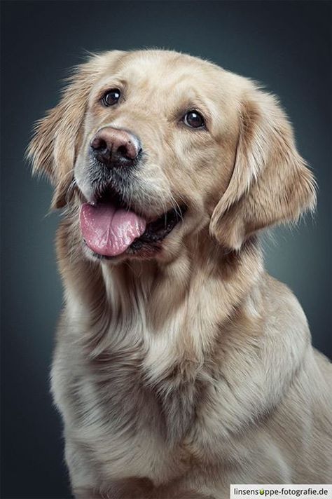 Dog Portraits by Daniel Sadlowski // Part 3 on Behance Golden Retriever Photos, Golden Retriever Portrait, Ras Anjing, Easiest Dogs To Train, 골든 리트리버, 강아지 그림, Golden Retriever Puppy, Retriever Puppy, Golden Retrievers