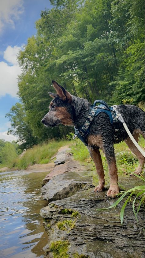 Dog Hiking Photography, Dog Hiking Aesthetic, Hiking With Dog, Dog Hiking Gear, Hiking Picture Ideas, Traveling With Dogs, Hiking With Dogs, Camping With Dogs, Hiking Dog