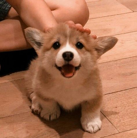 Corgi Aesthetic, Fluffy Corgi, Baby Corgi, Cute Corgi Puppy, Funny Corgi, Corgi Puppies, Corgi Pictures, Cutee Animals, Corgi Funny