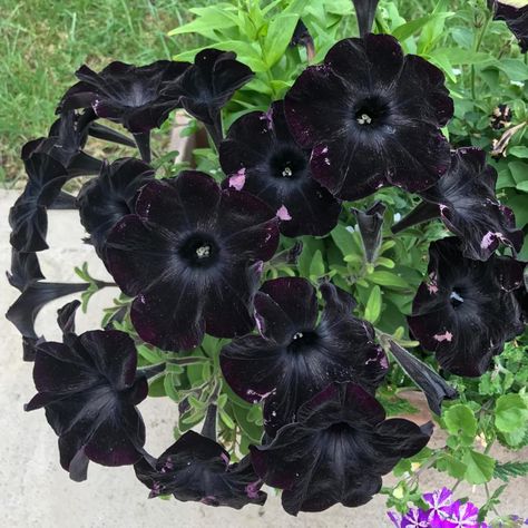 Black Velvet Petunia, Petunias From Seed, Growing Petunias, Petunia Seeds, Black Petunias, Petunia Flower, Flower Crew, Goth Garden, Balcony Flowers