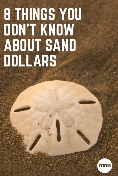 Sand Dollar Craft, Sand Dollar Art, Shells And Sand, Seashell Projects, Shell Crafts Diy, Sea Crafts, Sand Dollars, She Sells Seashells, Ocean Crafts