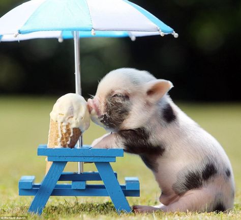 These Photos of Animals Eating Food Will Brighten Your Day Teacup Pig, Teacup Pigs, Cele Mai Drăguțe Animale, Psy I Szczenięta, Baby Animals Pictures, Animale Rare, Baby Pigs