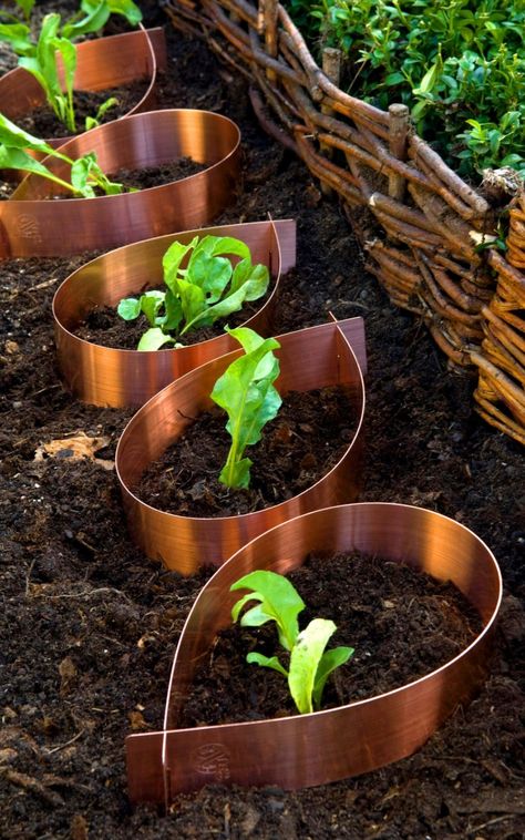 The beauty of copper in the garden | The Telegraph Copper Garden Art, Copper Garden, Natural Pesticides, Copper Design, Copper Diy, Garden Veggies, Veg Garden, Better Homes And Garden, Garden Art Sculptures