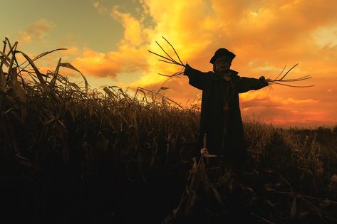 Scary Cornfield, Spooky Watercolor, Crow Photography, Scarecrow Painting, Scary Scarecrow, Background References, Inktober 2024, Extremely Funny, Halloween 2