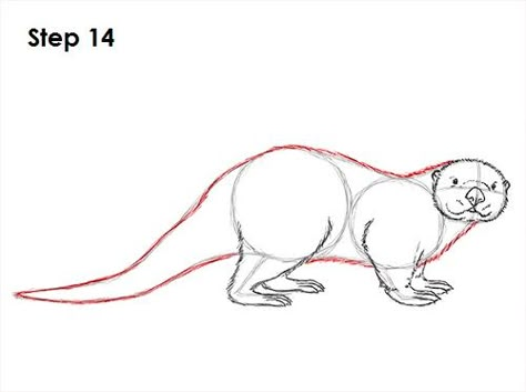 Sea Otter Drawing 14 Otter Step By Step Drawing, Otter Illustration Drawing, Otter Drawing Tutorial, How To Draw An Otter Step By Step, How To Draw Otter, How To Draw An Otter, Otter Drawing Simple, Otters Drawing, Draw An Otter