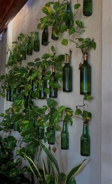 22 Stunning Pothos in Water Ideas | Balcony Garden Web Pothos In Water, Small House Garden, Plant Display Ideas, Water Ideas, Herb Garden Design, Vertical Garden Diy, Pothos Plant, Pallet Garden, Houseplants Indoor