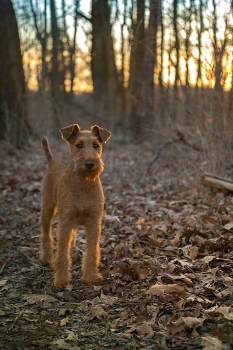 Terriers Breeds, Irish Animals, Irish Terrier Puppies, Celtic Dog, Friendship Couple, Welsh Terrier, Irish Terrier, Terrier Breeds, Wire Fox Terrier