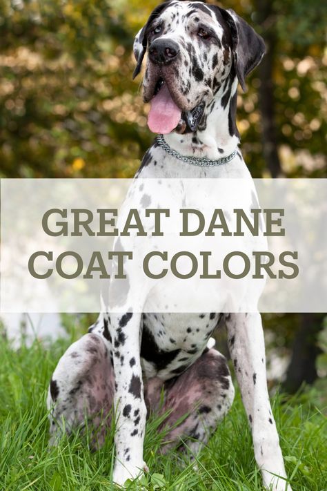 Learn about all of the Great Dane Colors, including Black, Mantle, Brindle, Blue, Harlequin, Fawn and Merle, plus off-standard colors! Blue Fawn Great Dane, Great Dane Crate Ideas, Merle Great Dane Puppy, Fawnequin Great Dane, Blue Harlequin Great Dane, Great Dane Aesthetic, Great Dane Crate, Great Dane Blue Harlequin, Harlequin Great Dane Puppy