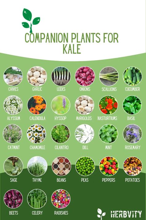 Companion Plants for Kale Companion Planting With Kale, Kale Companion Plants, Garden Ecosystem, Herb Companion Planting, Kale Plant, Lantana Plant, Companion Planting Chart, Food Forest Garden, Companion Gardening