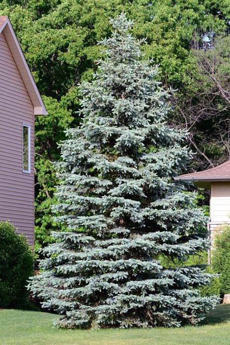 Colorado Blue Spruce Tree, Blue Spruce Tree Landscaping, Colorado Blue Spruce Landscaping, Colorado Spruce Landscaping, Blue Spruce Landscaping, Spruce Landscaping, Gazebo Landscaping, Free Trees, Colorado Landscaping