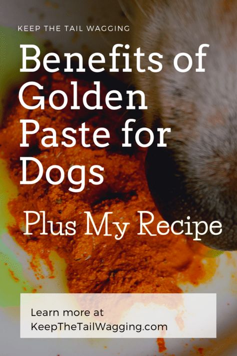 Benefits-of-Golden-Paste-for-Dogs | Keep the Tail Wagging Tumeric Paste For Dogs Recipe, Turmeric Paste For Dogs, Golden Paste For Dogs, Yeast In Dogs, Golden Paste Recipe, Turmeric For Dogs, Nutritional Yeast Benefits, Golden Paste, Boys Food