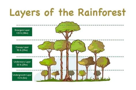 The 4 Layers of the Rainforest (With Diagrams) - Wildlife Informer Rainforest Layers, Layers Of The Rainforest, Rainforest Facts, Rainforest Deforestation, Rainforest Ecosystem, Poisonous Animals, Plants Drawing, Rainforest Trees, Rainforest Plants