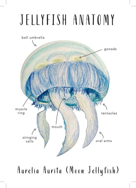 Jellyfish Anatomy, Jellyfish Png, Oceanography Marine Biology, Marine Poster, Kartu Tarot, Biology Poster, Montessori Cards, Ocean Room, Learning Cards