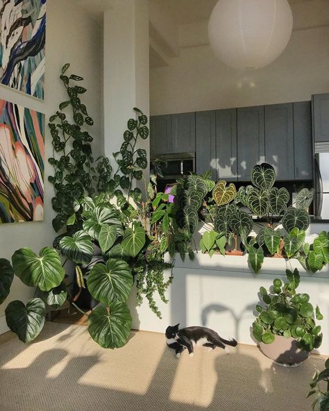 Alina Fassakhova | Artist on Instagram: “Basking in the sun 🌞 The white ‘table’ plants are sitting on is an upsycled old wardrobe and plant pots are hidden in white storage boxes…” Old Wardrobe, White Storage Box, Basking In The Sun, Girly Apartment Decor, Plant Goals, Vintage Home Accessories, Plant Care Houseplant, Decoration Plante, Plant Decor Indoor