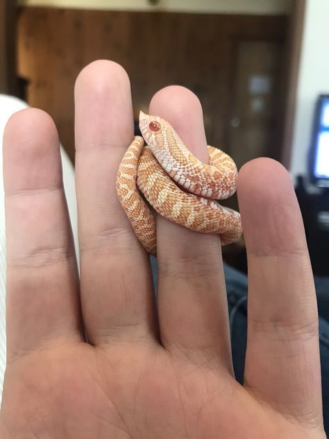 Cute Hognose Snake, Hog Nose Snake, Western Hognose, Western Hognose Snake, Hognose Snake, Baby Snakes, Small Snake, Pretty Snakes, Reptile Room