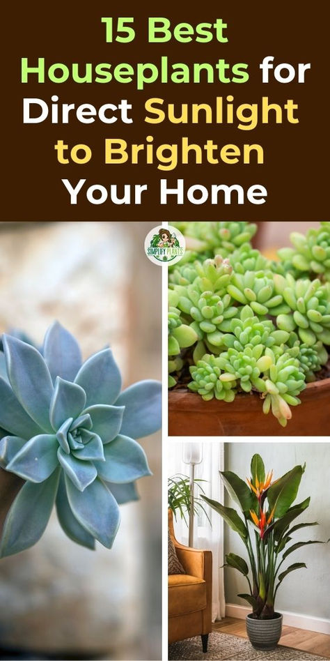 15 Best Houseplants, Direct Sunlight, Brighten Your Home, Indoor Gardening, 
Sun-Loving Plants, Houseplant Care, Natural Light, Home Decor, Plant 
Parenting, Gardening Tips, Sunlight Requirements, Houseplant Aesthetics, 
Indoor Plants, Plant Care, Sunlight Exposure Bright Light House Plants, Direct Sun Houseplants, Direct Light House Plants, Direct Sunlight Plants Indoor, Bright Light Plants, Plant Sunroom, Plant Food Diy, Inside House Plants, Best Houseplants