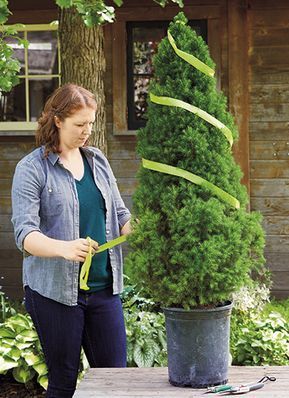 Spiral Topiary, Boxwood Landscaping, Garden Topiary, Outdoor Topiary, Topiary Diy, Spiral Tree, Topiary Plants, Topiary Garden, Topiary Trees