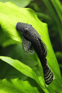 Pleco Fish Tattoo, Bristlenose Pleco, Sucker Fish, Pleco Fish, Amazing Aquariums, Cool Fish Tanks, Tropical Fish Aquarium, Tropical Fish Tanks, Tropical Freshwater Fish