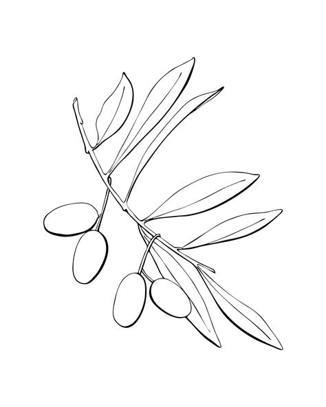 Download the Olives branch with fruits and leaves, contour hand drawing, silhouette, isolated, white background. Vector 7947880 royalty-free Vector from Vecteezy for your project and explore over a million other vectors, icons and clipart graphics! Olive Branch Vector, Olive Leaves Drawing, Printable Drawings, Olive Logo, Drawing Silhouette, Psychology Business, Olive Harvest, Baby Crafts Diy, Branch Vector