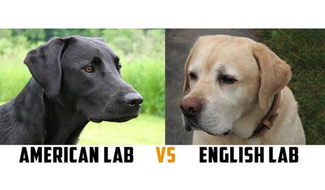 SHARING IS CARING!00000These different labrador types were bred for different purposes. One of the major differences between these 2 types of labs is their build. While American labs are thinner, English labs are stockier. Check the other differences between these lab types in the excerpt below: The American Labradors, also known as ‘Field’ or ‘Hunting’ … American Labrador, Labrador Puppy Training, Labrador Training, English Lab, English Labrador, Labrador Dogs, Black Labrador Retriever, Dog Training Techniques, Labrador Retriever Puppies