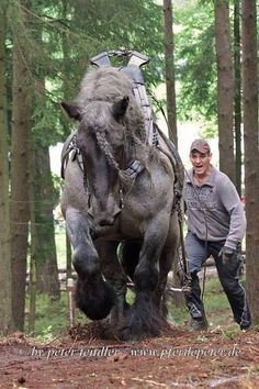 Cai Arabi, Hoopoe Bird, Regnul Animal, Cai Sălbatici, Cele Mai Drăguțe Animale, Rasy Koni, Big Horses, Work Horses, Friesian Horse