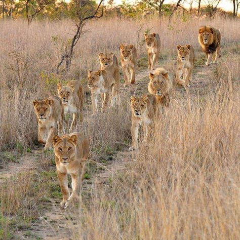 Week 182 - South Africa Lion Family, Lion Photography, Wild Lion, Lions Photos, Africa Wildlife, Lion Love, Lion Pride, Fish Cat Toy, African Lion