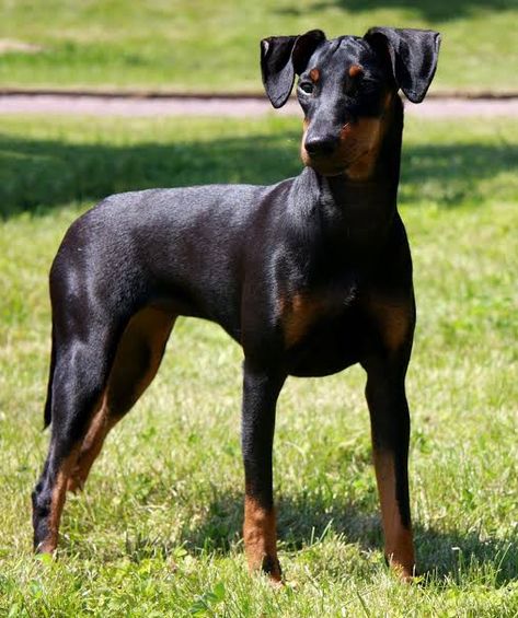 Manchester terrier Aggressive Dog Breeds, Aggressive Dogs, British Dog, Lakeland Terrier, All Breeds Of Dogs, Manchester Terrier, Disabled Dog, Doberman Pinscher Dog, Dogs Small