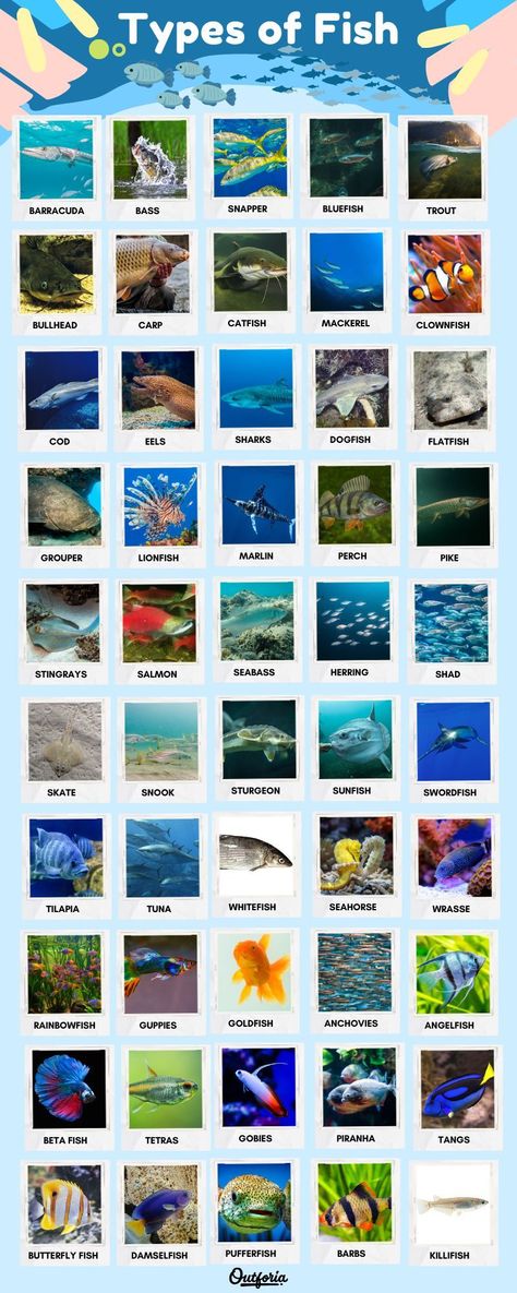 Deep Water Animals, Vertebrates Animals, Invertebrates Animals, Anu Mehta, Animal Knowledge, Fish Names, Cool Sea Creatures, Aesthetic Fish, Fish Chart