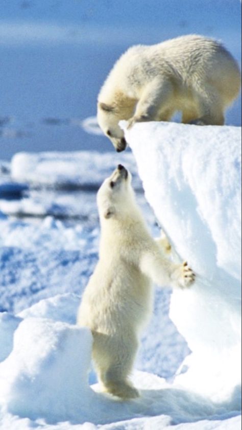 Urs Polar, Snow Bear, Baby Polar Bears, Bear Images, Bear Pictures, Bear Cubs, Polar Bears, Wildlife Animals, Animal Planet