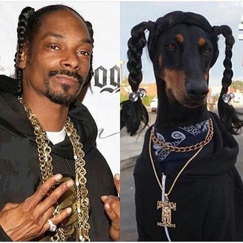 Me. N my dogg. by snoopdogg Snoop Dog Meme, Snoop Dogg Funny, Rapper Costume, Small Black Dog, Dog Meme, Puppy Photography, Best Jokes, What Kind Of Dog, Frozen Dog