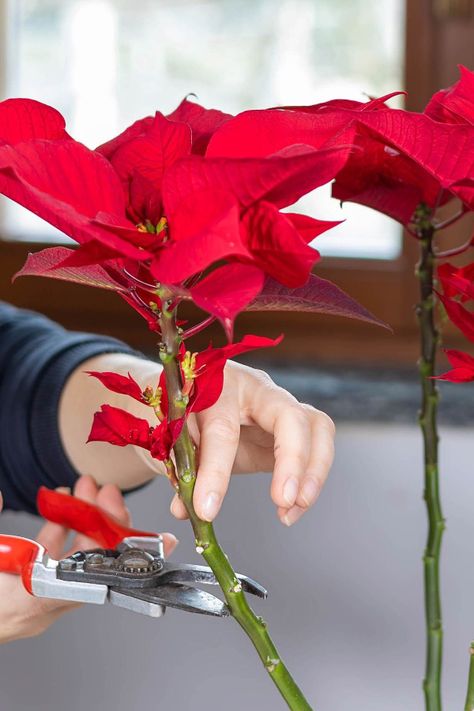 Poinsettia Care, Garden Hacks Diy, Charlie Brown Christmas Tree, Poinsettia Plant, Flowering Bushes, Chair Repair, Plant Care Houseplant, Poinsettia Flower, Christmas Cactus