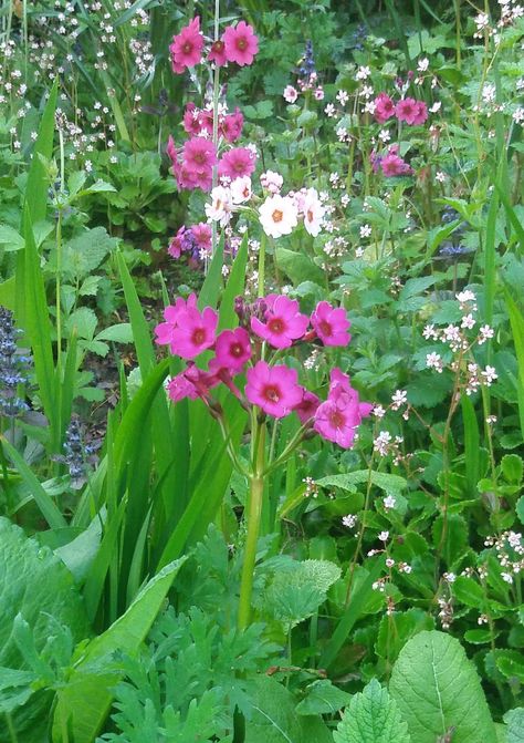 Two Primula japonica in the foreground with P. pulverulenta at the back. The white flowers of London Pride (Saxifraga urbium), and blue flowers of Bugle, complete the scene. Photographed 26th May 2017 Primula Japonica, Primula Auricula, Clay Garden, London Pride, Glasgow, The Scene, Blue Flowers, White Flowers, Soil