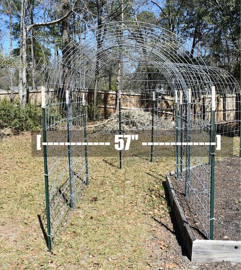 Cattle Panel Trellis, Arbor Trellis, Cattle Panels, Arbors Trellis, Diy Garden Trellis, Arch Trellis, Diy Trellis, Garden Arbor, Veg Garden