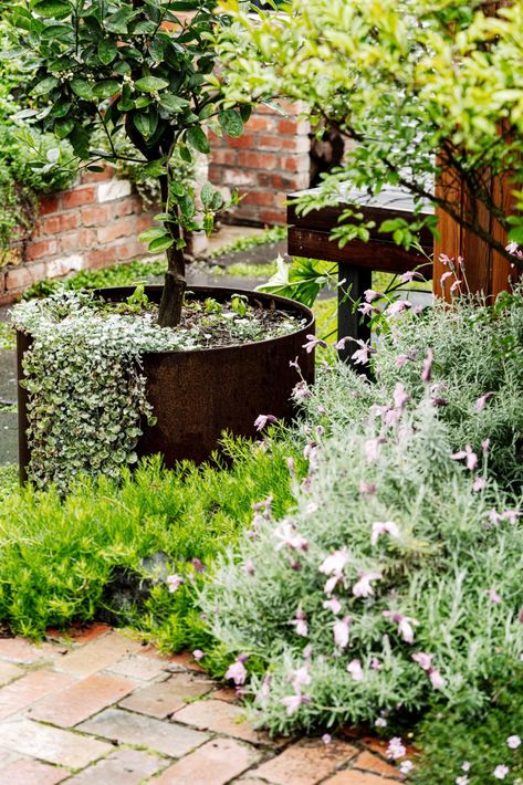 Exotic And Native Plant Garden In Melbourne Home Studio Native Plant Garden Design, Native Australian Garden, Brisbane Native Garden, Melbourne Native Garden, Australian Native Cottage Garden Plants, Colourful Australian Native Garden, Australian Native Raised Garden Bed, Small Front Garden Ideas, Plants For Small Gardens