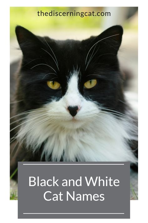 Black and White Cat Names: Planning on getting a gorgeous black and white kitty? Here is lots of inspiration to help you choose the purrfect name for your cat as well as 12 top names for black and white cats Black And White Cat Names, Badass Cat Names, Ginger Cat Names, Boy Cat Names, Cartoon Black And White, Black And White Kitty, Black And White Cats, Black And White Kittens, Rare Cats