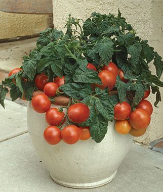 Top 10 best tomatoes for containers Patio Tomatoes, Tanaman Tomat, Gardening Balcony, Gemüseanbau In Kübeln, Tanaman Pot, Growing Tomatoes In Containers, Container Vegetables, Vegetable Garden For Beginners, Garden Veggies